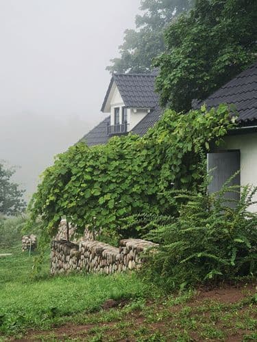 20240807_082334 (1).jpg | Аренда загородной недвижимости GVillage | Аренда загородной недвижимости GVillage